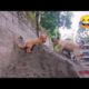 Chow chow mix Jack russell terrier | Cutest puppy in the world | Khate Eunice Vlogs