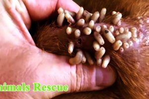 Cleaning Mango worms From Helpless Dog ! Animal Rescue Video 2021