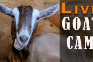 Come on in - LIVE Animals ALL DAY - Goats and Barn Cats