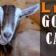 Come on in - LIVE Animals ALL DAY - Goats and Barn Cats
