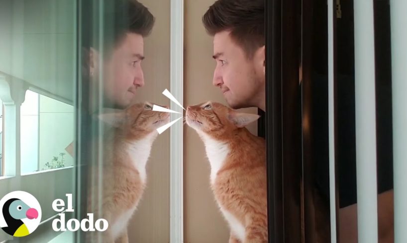 Conversaciones que tenemos con nuestros gatos | El Dodo