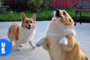 Corgi Are The Best - CUTEST Compilation