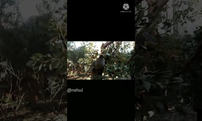 Craziest animal fighting caught on camera ...#shorts #koala #zoo
