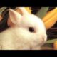 ?Cute Bunny? OMG? Rabbits Doing Funny Things ? Cutest Pets ? #bunny #rabbit #shorts #26