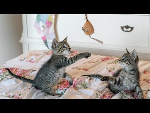 Cute Cats Playing With Baby ? || Cute Pets Playing #Animals #Cute #Cats #Dogs