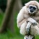 Cute Gibbons Playing & Climbing