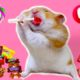 ? Cute Hamsters ? Funniest Animals Best of 2020 !! Hamster Moments by Life Of Pets Hamham