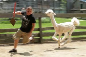 Cute Llama Alpaca can Attack Human -  Hilairous ! Funniest Animals Videos 2020