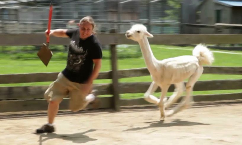 Cute Llama Alpaca can Attack Human -  Hilairous ! Funniest Animals Videos 2020