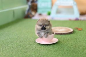 Cute Pomeranian Puppies | Cutest Dogs Videos Compilation...