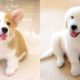 Cute Puppies Doing Funny Things 2021 #9 Cutest Dogs