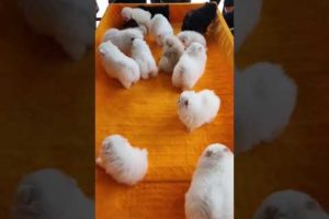 ? Cute Puppies Doing Funny Things 2021 ? Cute Puppy Video #  191