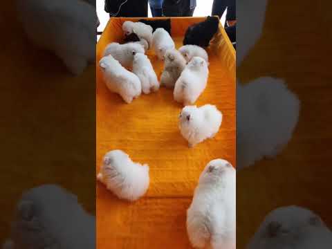 ? Cute Puppies Doing Funny Things 2021 ? Cute Puppy Video #  191