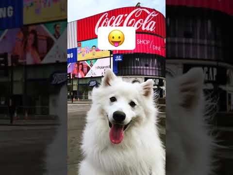 Cute Puppies Doing Funny Things, Cutest Puppies#213.