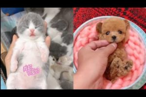 Cute Puppies & Cat Doing Funny Things Videos Compilation ?Cutest Animals