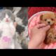Cute Puppies & Cat Doing Funny Things Videos Compilation ?Cutest Animals