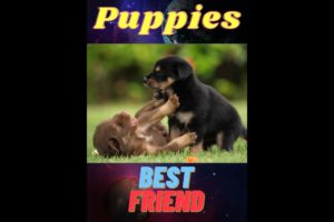 Cute Puppies (animals - Pets)