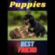 Cute Puppies (animals - Pets)