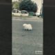Cute Puppy Video | Cutest puppies | Viral Puppy Videos | Cute Puppies omg ???
