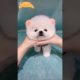 Cute Puppy Videos | cutest puppies VIDEOS | viral puppy videos