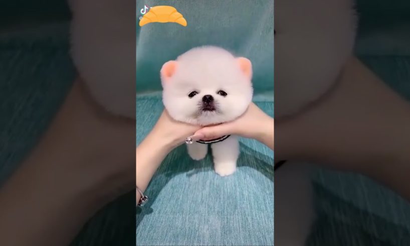 Cute Puppy Videos | cutest puppies VIDEOS | viral puppy videos
