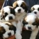 Cute St Bernard Puppies Compilation - Cutest Puppies Ever!