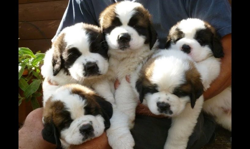 Cute St Bernard Puppies Compilation - Cutest Puppies Ever!