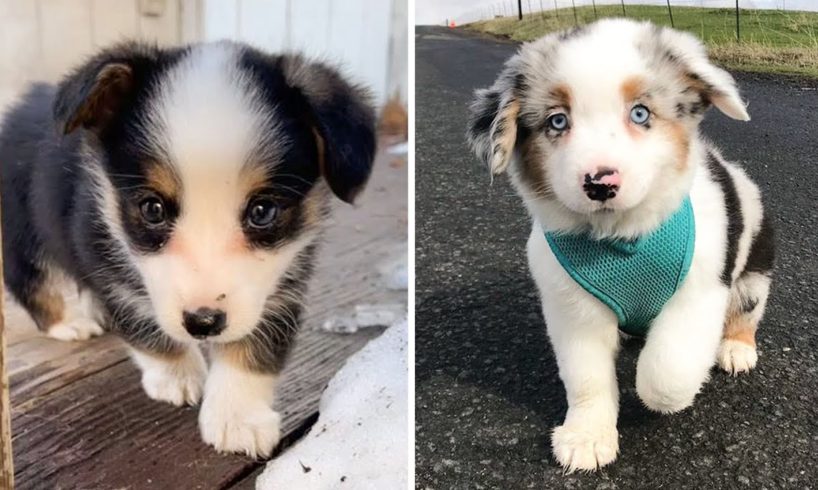 Cute baby animals Videos Compilation cutest moment of the animals - ? Cutest Puppies #6 ?