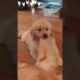 Cute dog playing with his mommy??? (cute animals, cute pets)#shorts