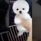 Cute little puppy video from Tik Tok I love this puppy