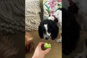 Cute puppies stealing Guava ??/ Yummy and Tea the spaniels