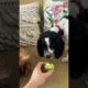 Cute puppies stealing Guava ??/ Yummy and Tea the spaniels