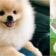 Cute puppies|Cutest puppy|#cute|Funny puppies|#funny|Yashi Explores|