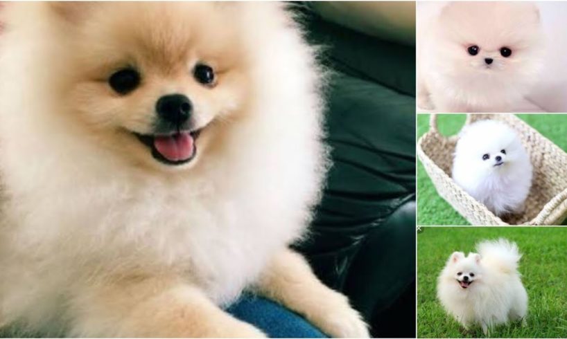 Cute puppies|Cutest puppy|#cute|Funny puppies|#funny|Yashi Explores|