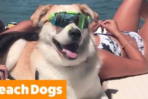 Cutest Beach Dogs | Funny Pet Videos