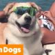 Cutest Beach Dogs | Funny Pet Videos