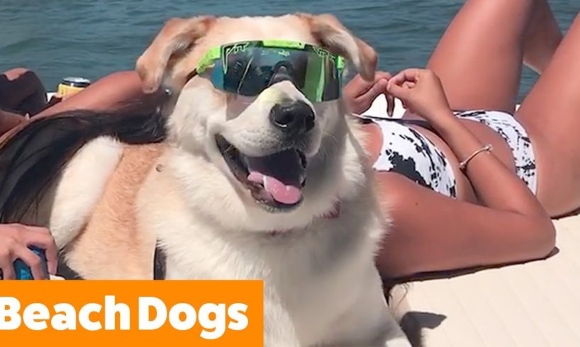 Cutest Beach Dogs | Funny Pet Videos