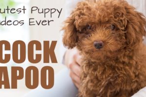 Cutest Cockapoo Puppies (Compilation) Poodle Mix Cocker Spaniel Cockadoodle Montage