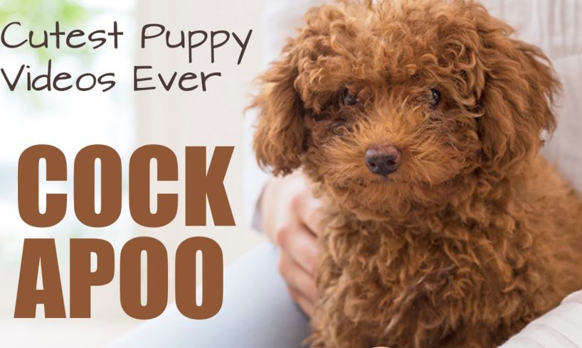 Cutest Cockapoo Puppies (Compilation) Poodle Mix Cocker Spaniel Cockadoodle Montage