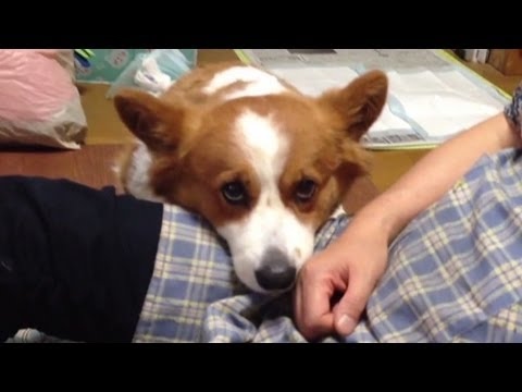 Cutest Dogs Demand Petting And Attention Owner Compilation -  Funny Dog Videos 2017