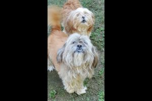 Cutest Dogs Welcome a Visiting Lhasa Apso! Three adults, beautiful Breed! Subscribe PLEASE THANKS!