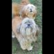 Cutest Dogs Welcome a Visiting Lhasa Apso! Three adults, beautiful Breed! Subscribe PLEASE THANKS!