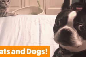 Cutest Dogs and Cats Playing | Funny Pet Videos
