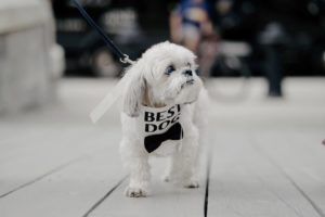 Cutest Dogs in Weddings || Dog Walks Down the Aisle