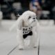 Cutest Dogs in Weddings || Dog Walks Down the Aisle