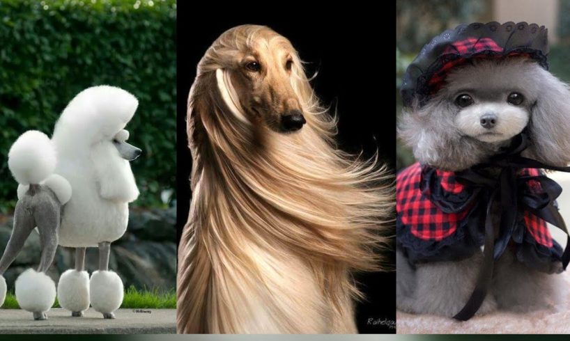 Cutest Dogs with Brilliant Hair Cut / Hilariously Awful Dog Haircuts / Dogs Best Hairstyle