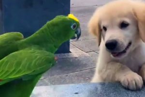 Cutest Golden Puppy and Parrot Duo To Make Your Day
