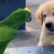 Cutest Golden Puppy and Parrot Duo To Make Your Day