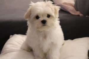 Cutest Maltese puppy - Funny first week at new home ?