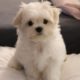 Cutest Maltese puppy - Funny first week at new home ?